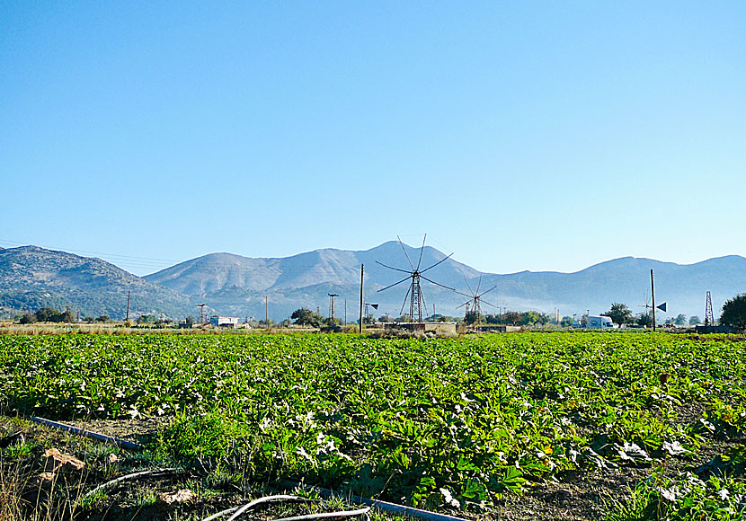 Lasithiplatån på Kreta är omgiven av höga berg och odlingar av grönsaker. 
