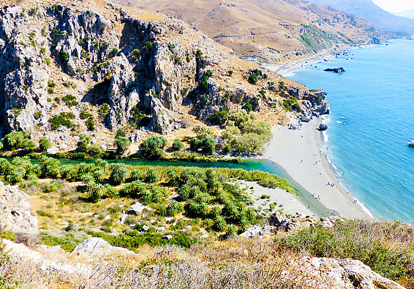 Missa inte palmstranden Preveli när du reser till byn Spili på Kreta.