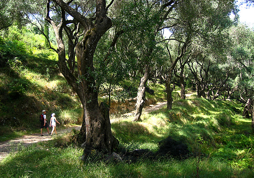 Vandring genom olivskogen till Lichnos beach i Parga.