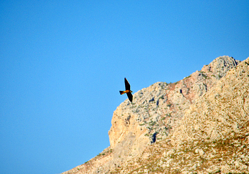 Eleonorafalk är en av de vanligaste rovfåglarna på ön Tilos i Grekland.