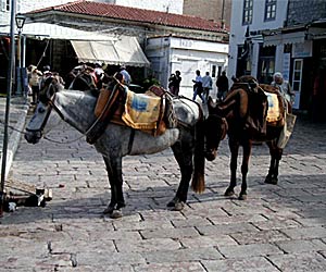 Hydra