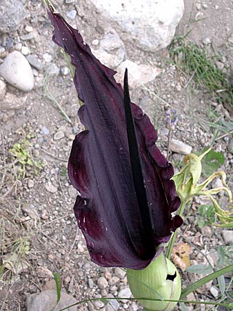 Dracungulus Vulgaris