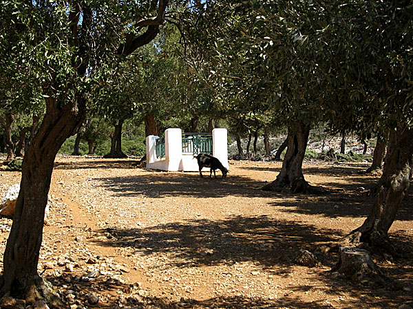 Rupert Brookes grav. Skyros.