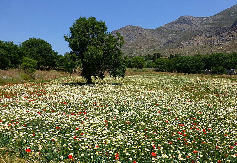 Blommor i Grekland