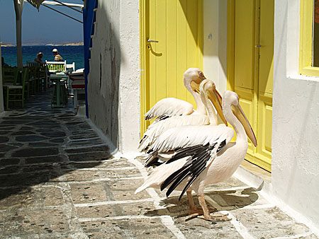 Mykonos. Grekland.