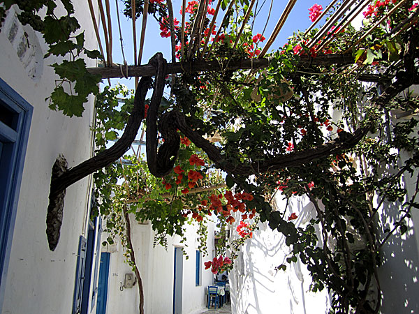 Chora p&aring; Amorgos.