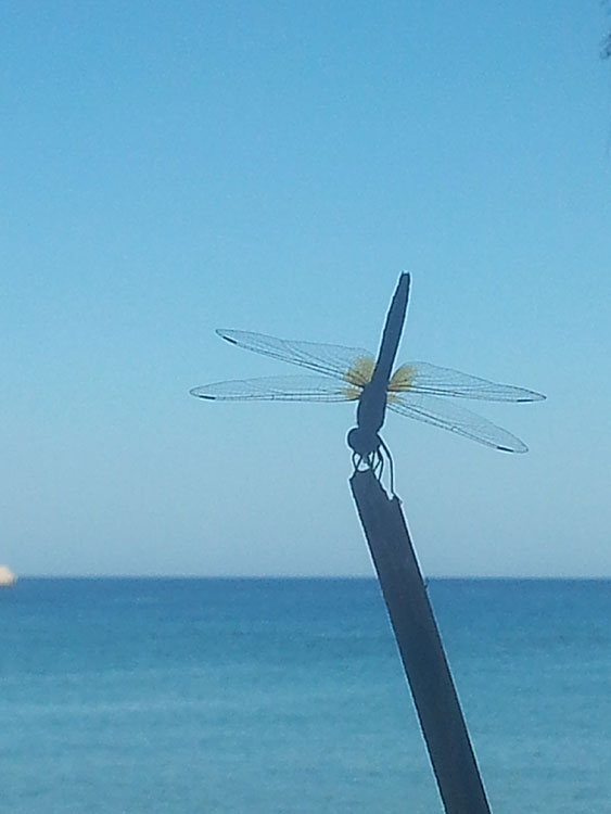 Pigadia p&aring; Karpathos