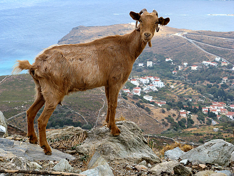 Norr om Chora p&aring; Andros