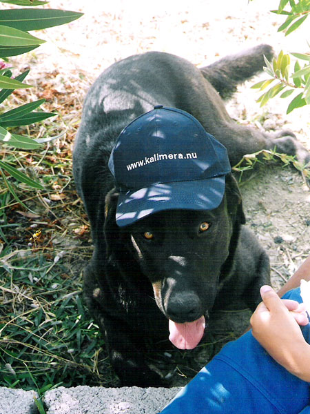 Paleros.