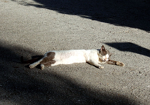 Katt i solen. Ialyssos p&aring; Rhodos.