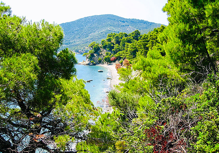 Vythisma beach på Alonissos i Sporaderna.