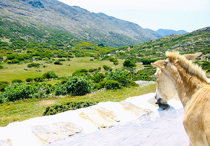 Vandra till klostret Agios Theologos på Amorgos.