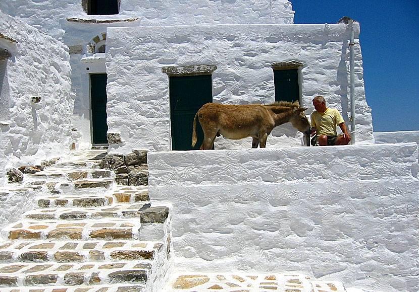Åsna i det obebodda klostret Agios Theologos ovanför Langada på Amorgos. 