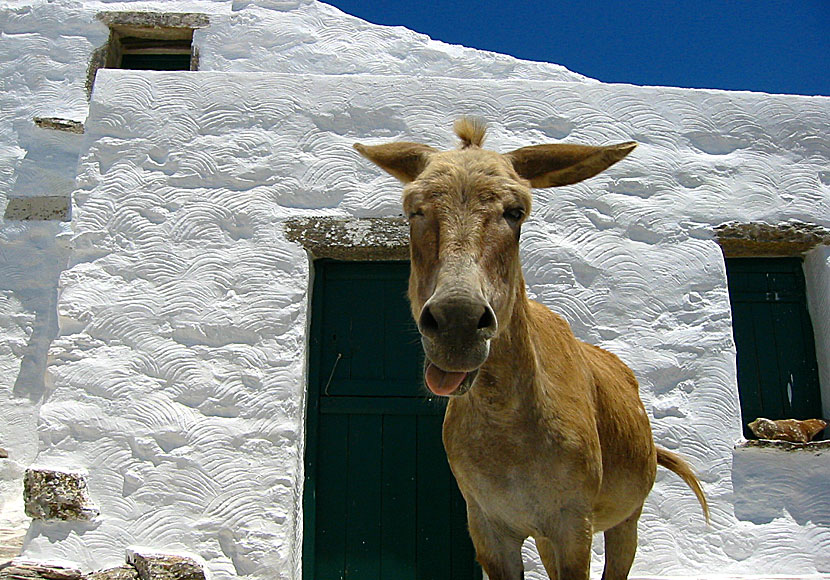 Finns det fortfarande åsnor i Grekland? Svaret är ja. 