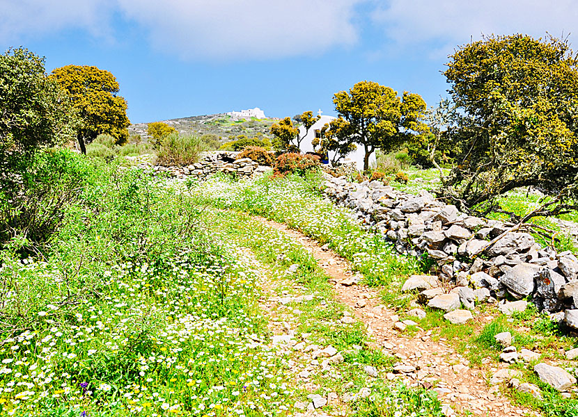 Vandra mellan Langada och Agios Theologos på Amorgos.