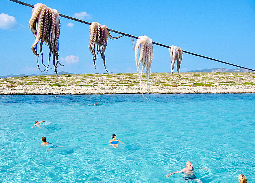 Snorkla efter bläckfisk mellan Antiparos och Paros i Kykladerna.