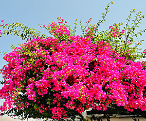 Bougainvillea i Grekland.