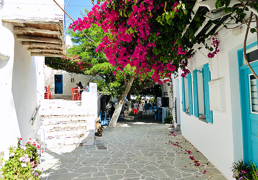 Bougainvillea i Kastro och Chora på Folegandros.