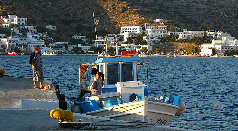 Katter i Katapola på Amorgos.