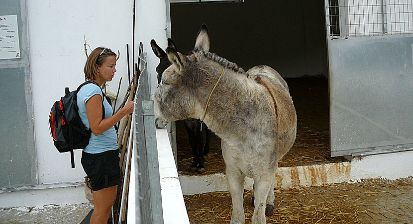 Donkey Sanctuary. Plakias. Kreta. Crete.