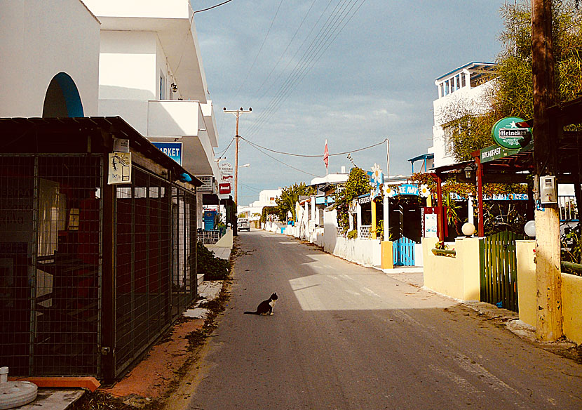 Katter på Naxos i Grekland.