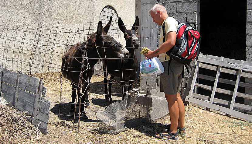 Åsnor på Santorini.