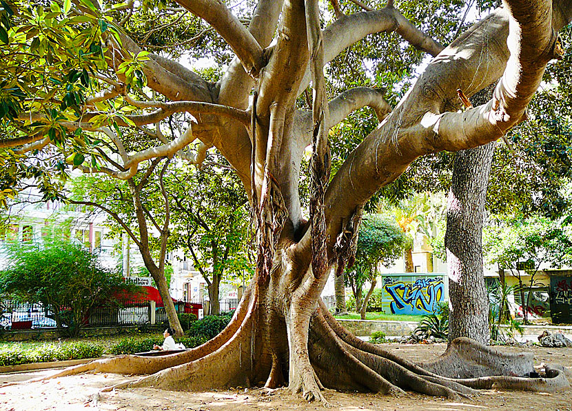 Stadsparken i Chania på Kreta.