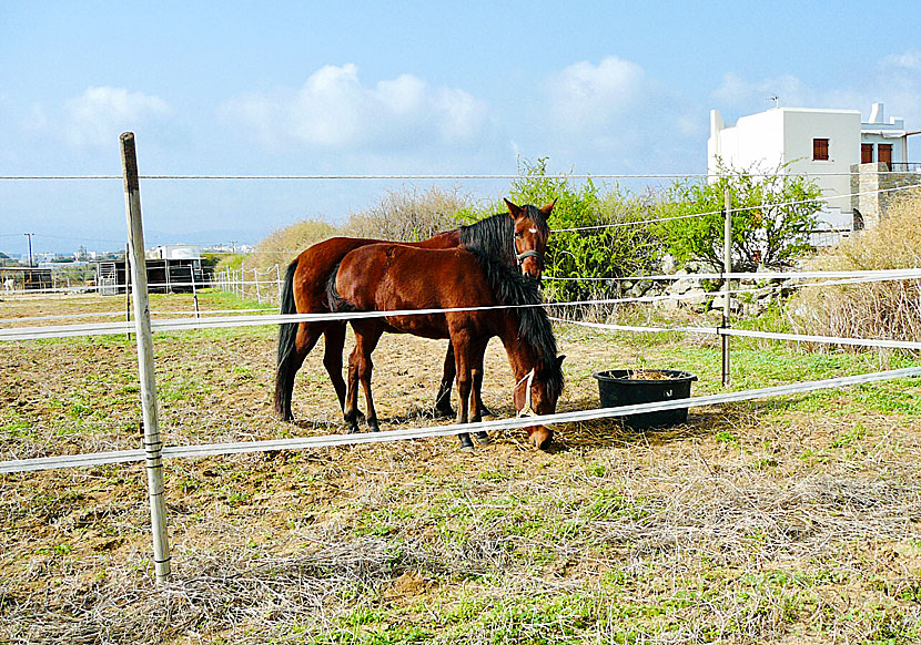 Stamatis Horse Riding i Agia Anna på Naxos i Grekland.