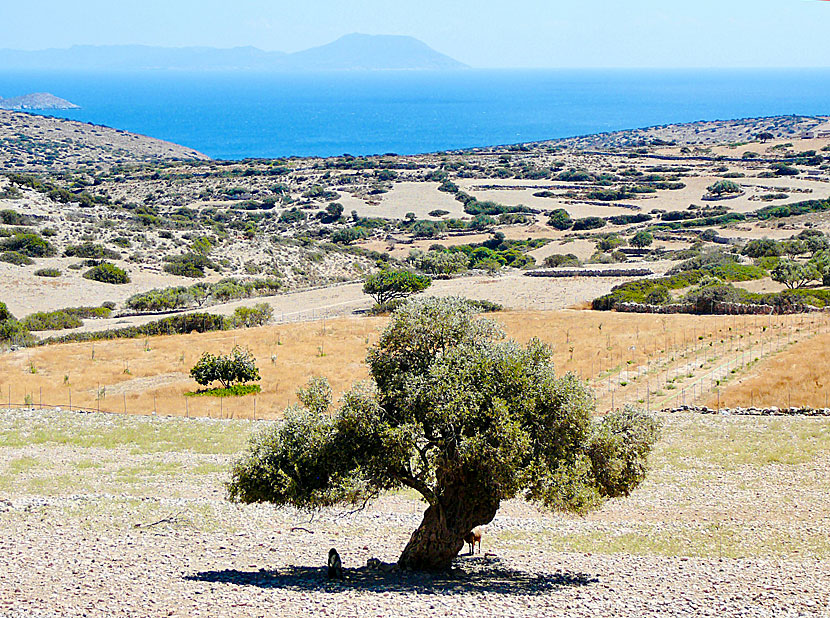 Det vackra vandringslandskapet på Iraklia med utsikt över Amorgos.