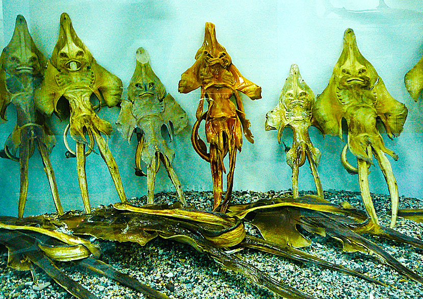 Fisken The Sea Bishop ser ut som utomjordingar och finns på Kalymnos i Grekland.