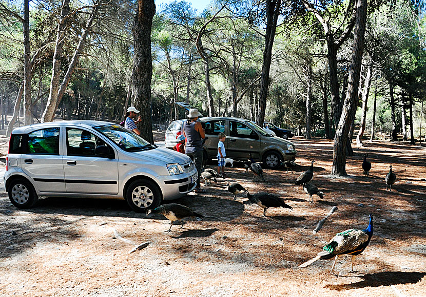 Plaka Forest på Kos i Grekland..