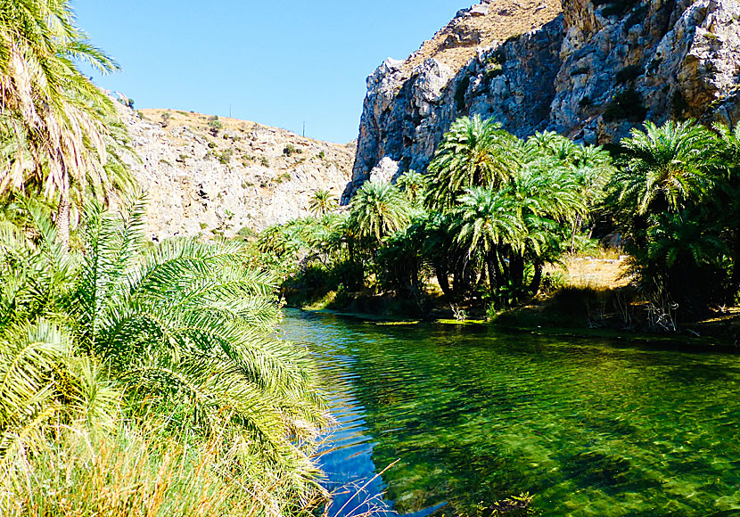 Att simma upp i floden i Preveli på Kreta är en häftig och väldigt kall upplevelse. 