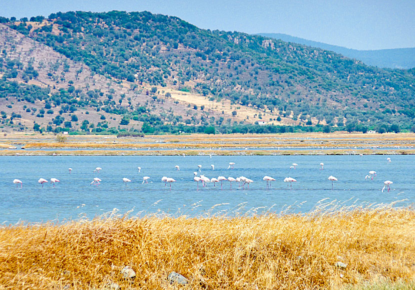 Flamingos i våtmarken nära Skala Kalloni på Lesbos.