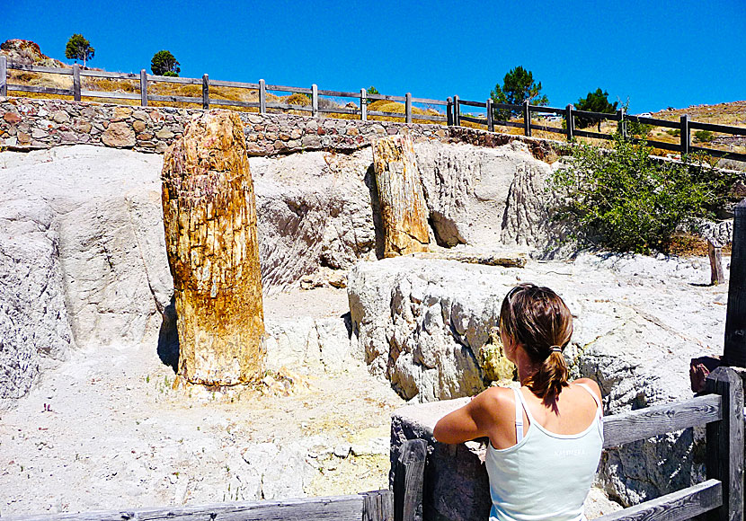 Lesvos Petrified Forest.