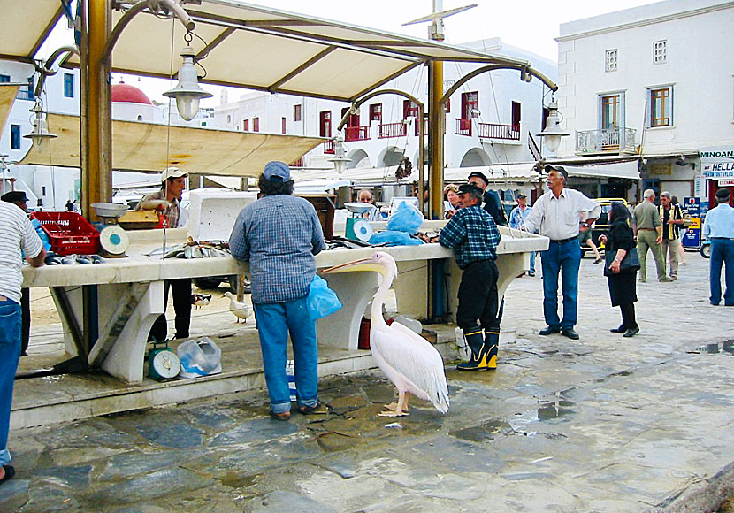 Pelikanen Petros på väg att stjäla fisk på fiskmarknaden i Mykonos stad.