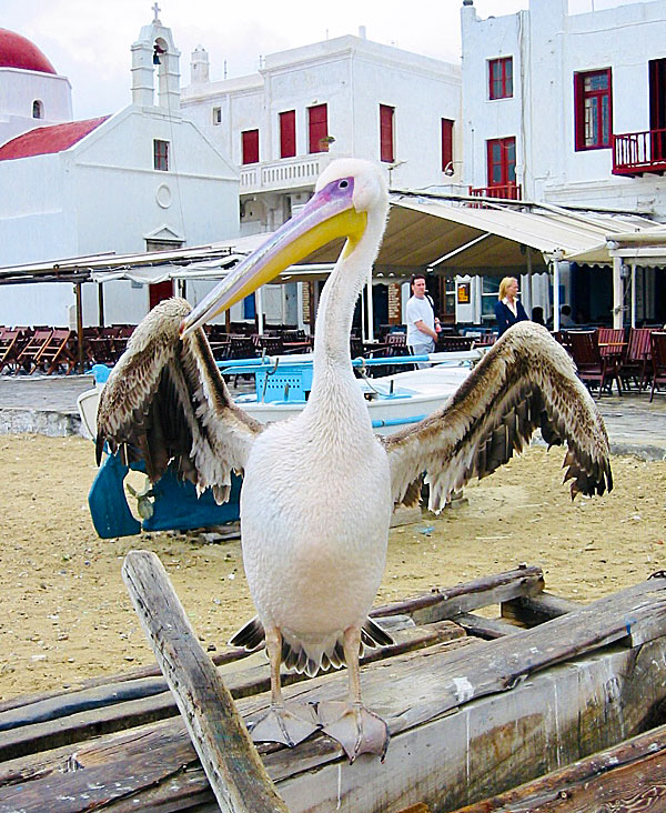 Pelikanen Petros (Peter) i Mykonos stad.