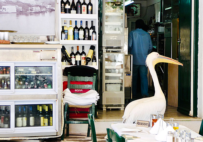 På Mykonos måste till och med pelikanerna boka bord på restaurangerna.