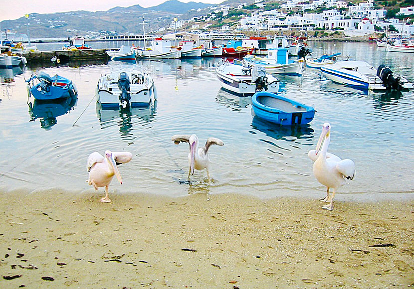 Pelikanerna på Mykonos i Grekland.