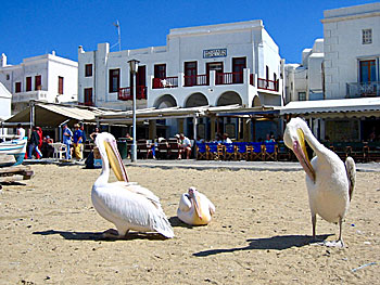 Pelikanerna på Mykonos.  