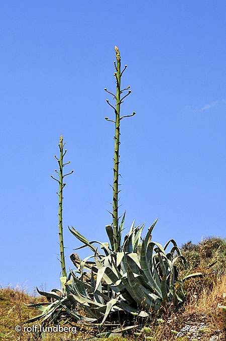 Agave. Seasal. Grekland.