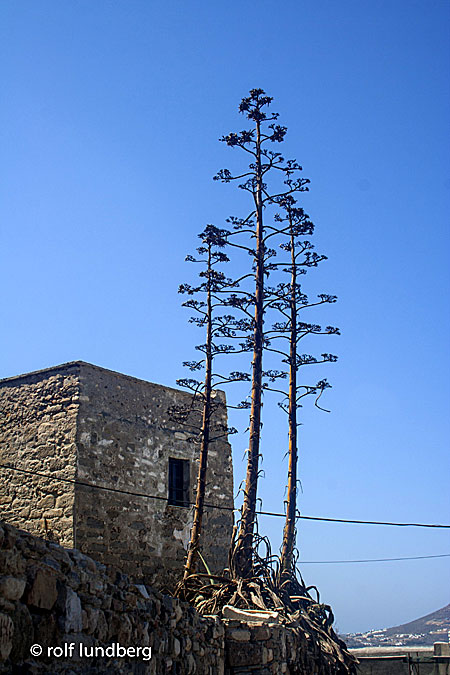 Agave. Agave americana. Grekland.