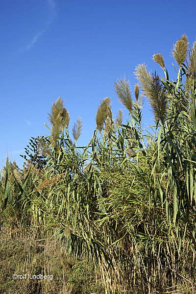 Arundo donax. Naxos.
