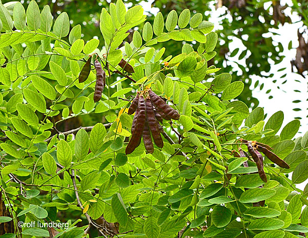 Black locust eller False acacia.