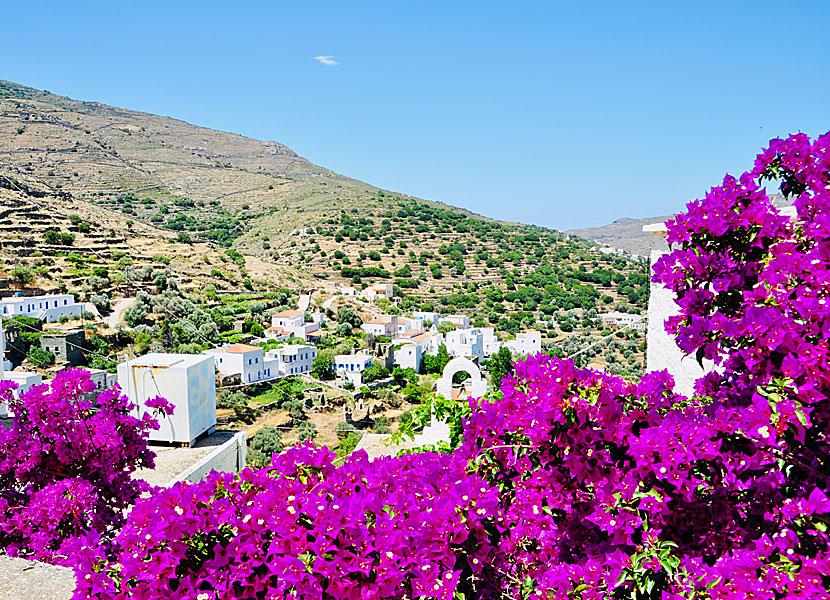 Bougainvillea i Aidonia på Andros i Grekland. 