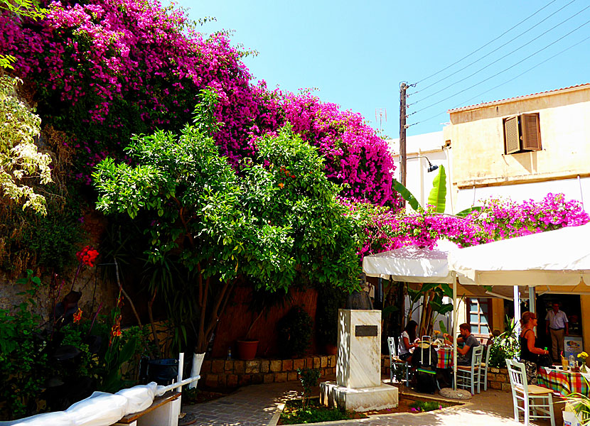 Bougainvillea i Chania på Kreta i Grekland. 