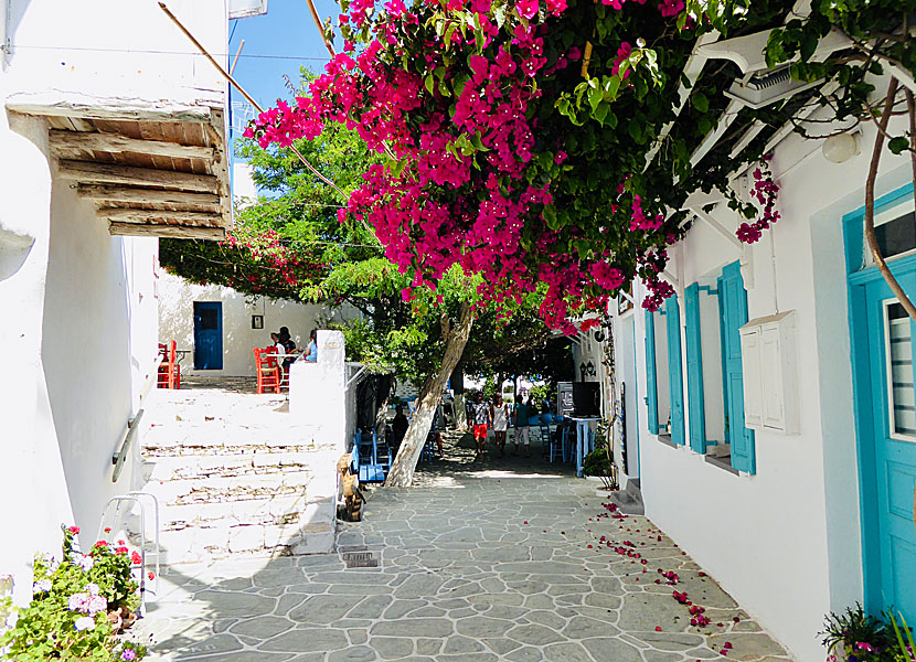 Bougainvillea i Chora på Folegandros i Grekland. 