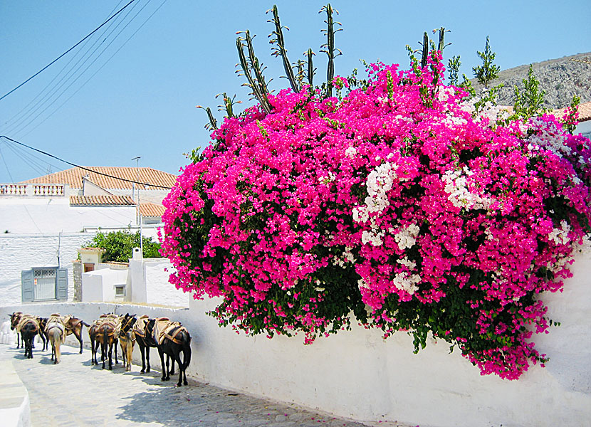 Bougainvillea i Hydra stad på Hydra i Grekland. 