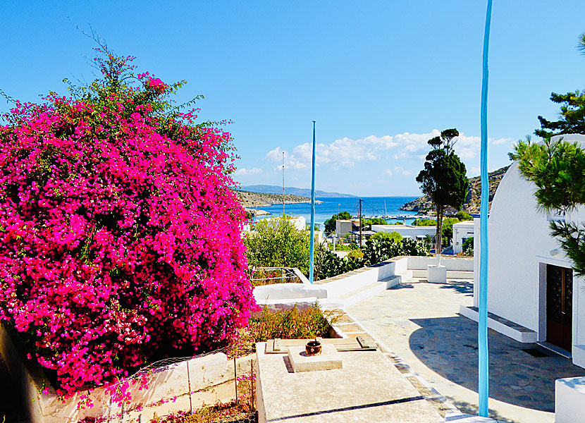 Bougainvillea i Agios Georgios på Iraklia i Grekland. 