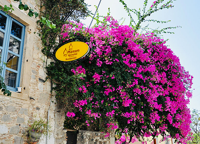 Bougainvillea i Kos stad på Kos i Grekland. 