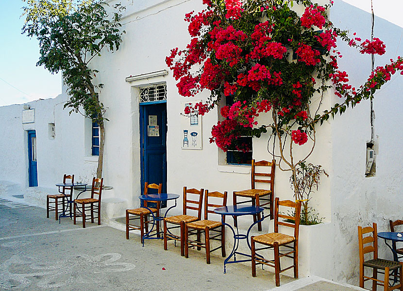 Bougainvillea i Chora på Schinoussa i Grekland. 